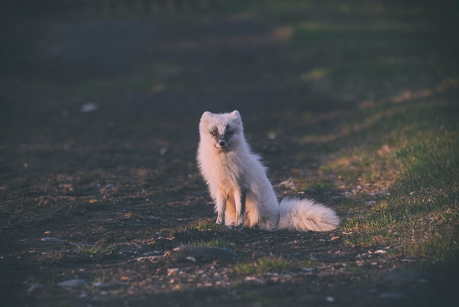 selective, focus photography, long-fur animal, wolf, animal, nature, field, outdoor, wildlife, green