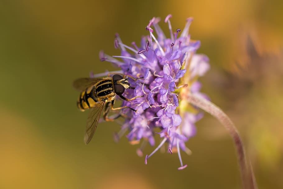 macro photography, bee, flower, moorabbis, swamp, marsh plant, blossom, bloom, hoverfly, nectar