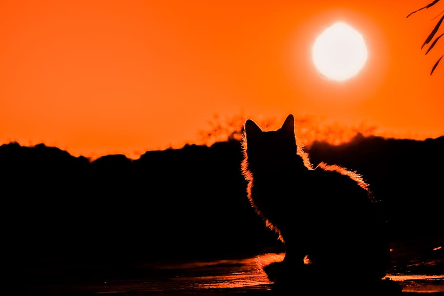 cat silhouette, full, moon, sunset, cat, shadows, silhouettes, nature, light, orange