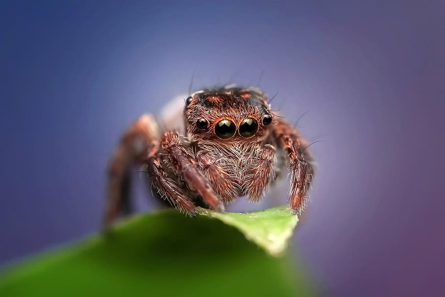 macro shot photography, jumping, spider, green, leaf, jumping spider, insect, macro, animal, eye