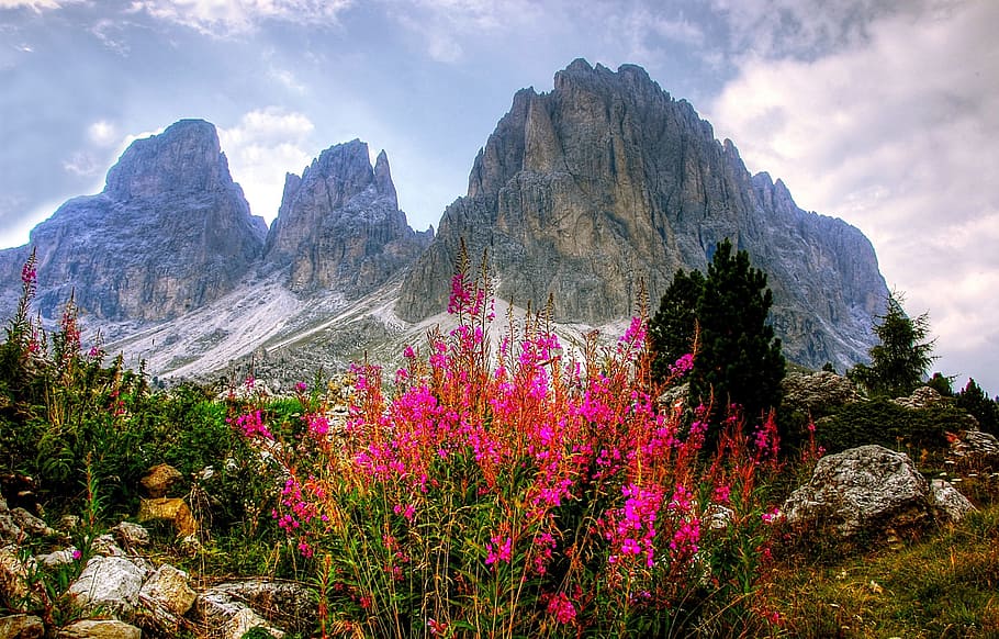 pink, flowers, gray, mountain range, dolomites, mountains, italy, south tyrol, alpine, val gardena