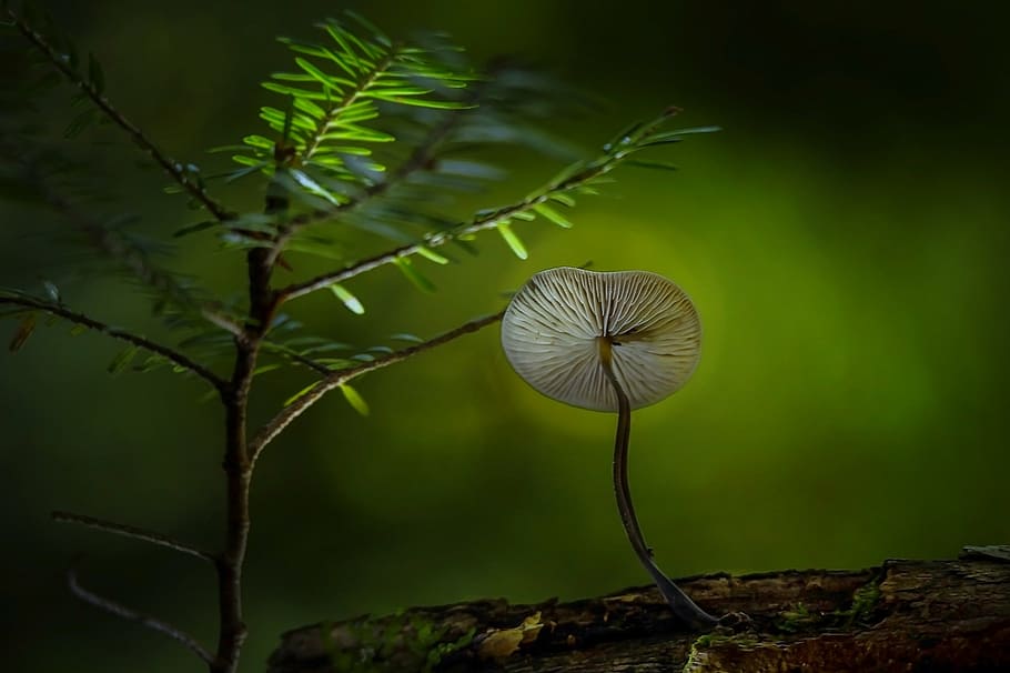 shallow, focus photography, green, leaf, closeup, mushroom, bloom, plant, nature, fungus