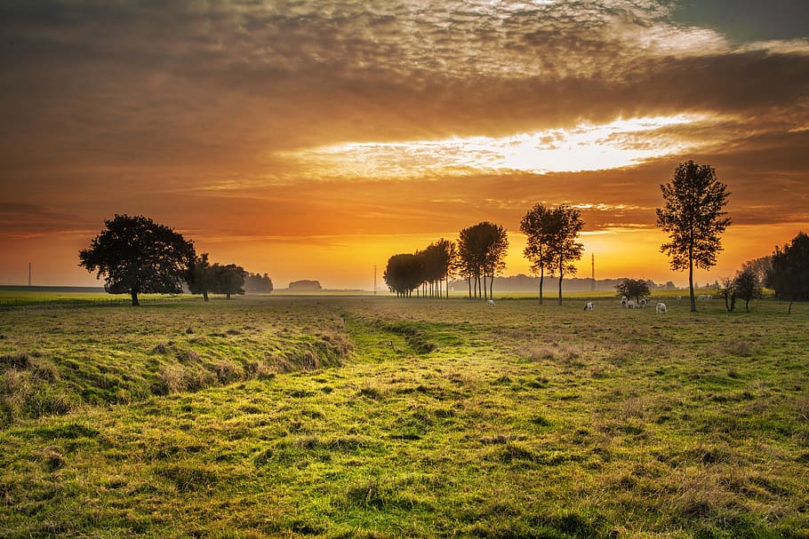 sunset, clouds, sky, trees, fields, grass, hay, cows, farm, plant