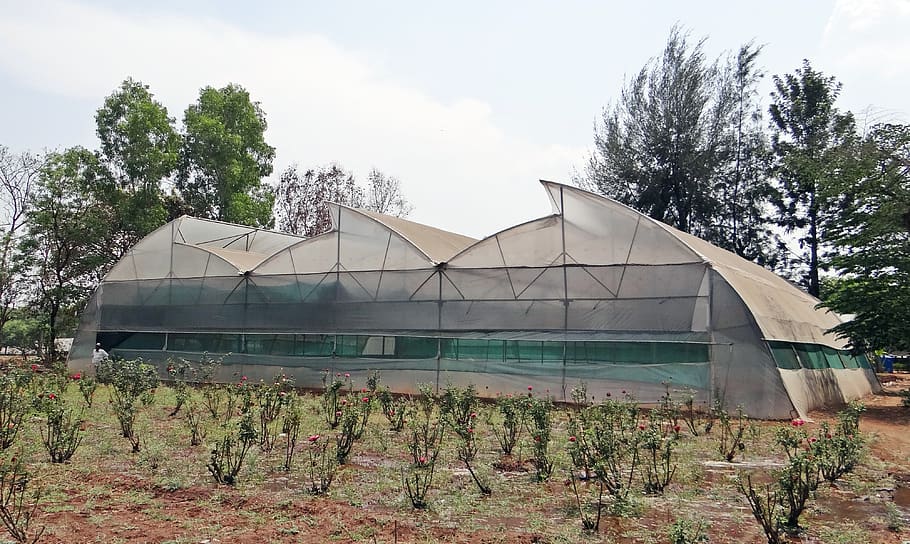 hothouse, greenhouse, forcing house, conservatory, climate control, growing, horticulture, gokak, india, plant