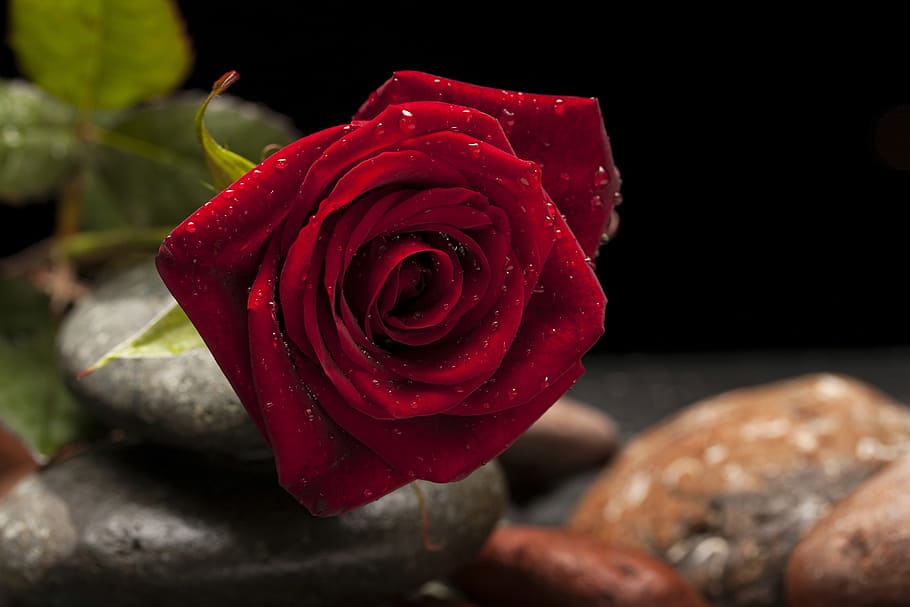 closeup, red, rose, flower, water dew, red rose, macro, nature, close, the rose garden