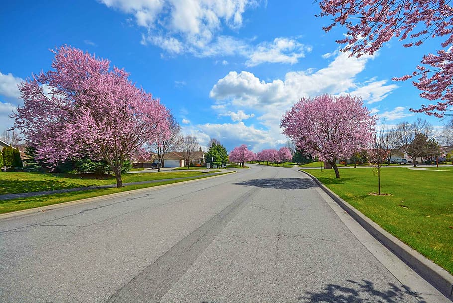 gray, concrete, road, pink, trees, spring, residential, street, suburban, exterior grass