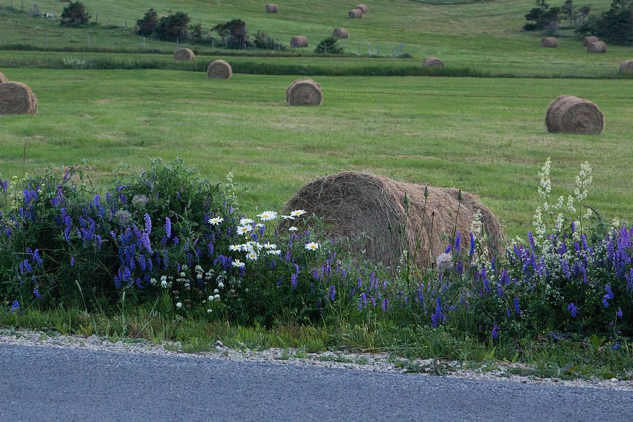 hay, iles-de-la-madeleine, flowers, field, bundle, plant, land, landscape, beauty in nature, flower