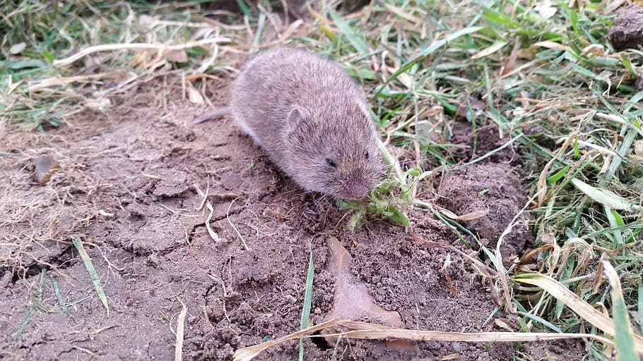 vole, nager, mouse, rodent, animal, field, animal themes, one animal, animal wildlife, animals in the wild