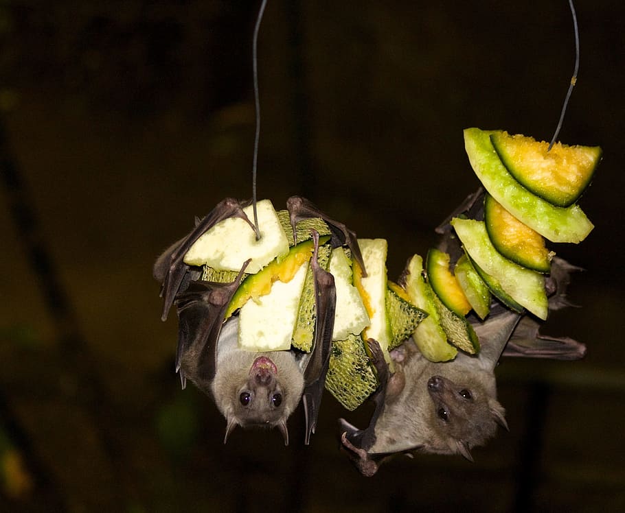 two, bats, eating, vegetable, Fruit Bat, Jungle, Nocturnal, bat, healthy eating, freshness