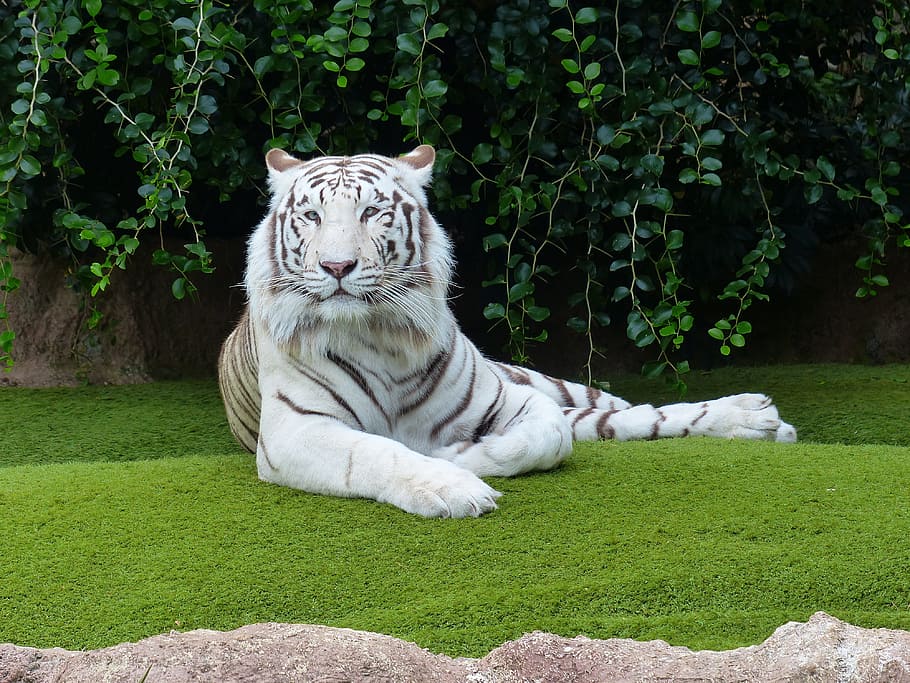 putih, hitam, harimau, berbaring, hijau, rumput, siang hari, harimau hitam, rumput hijau, harimau bengal putih