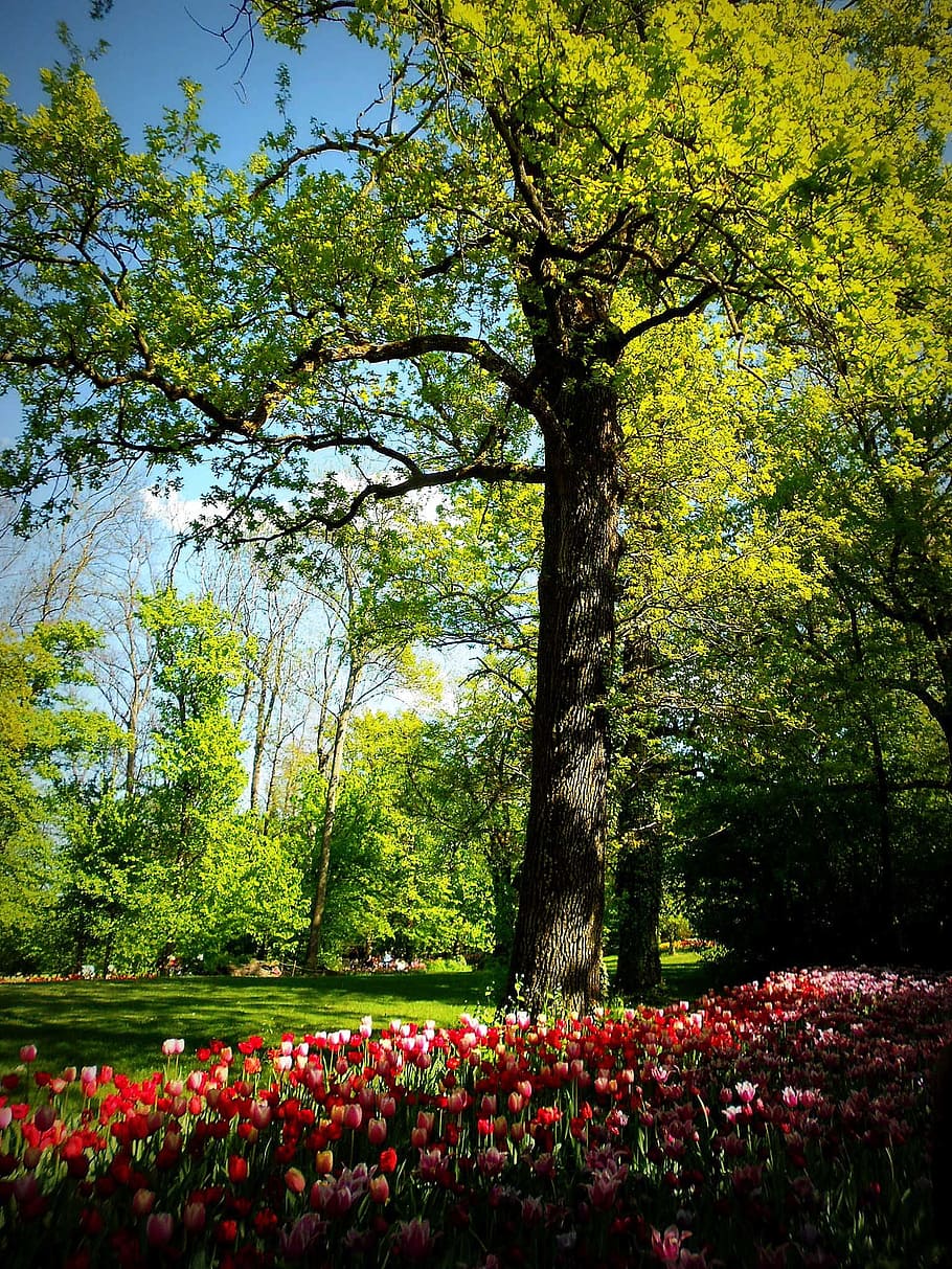 공원, pralormo의 성, 토리노, piemonte, 이탈리아, 나무, 튤립, 봄, 꽃, 색깔