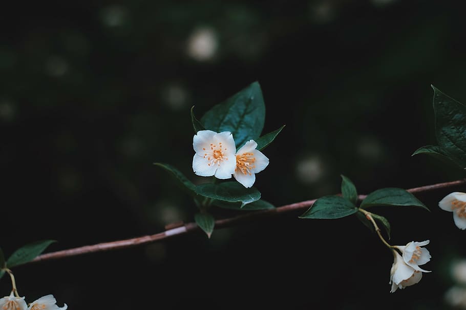 foto de primer plano, blanco, floración, verde, hojeado, planta, flor, hojas, naturaleza, oscuro