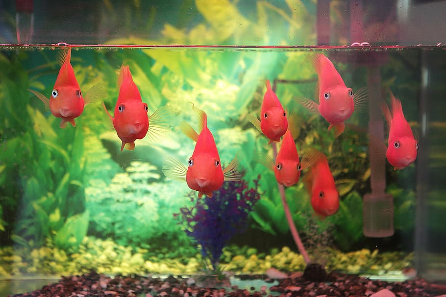 delapan ikan emas, senyum, ikan, akuarium, hati terbuka, bahagia, tangki ikan, alam, merah, tema binatang