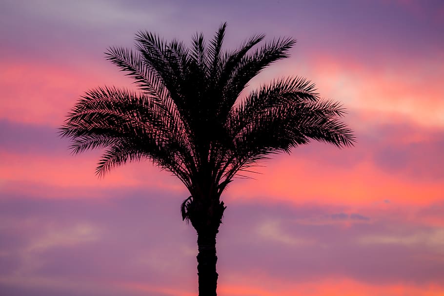 palm, sunset, romance, mood, sky, tree, tropical climate, plant, beauty in nature, cloud - sky