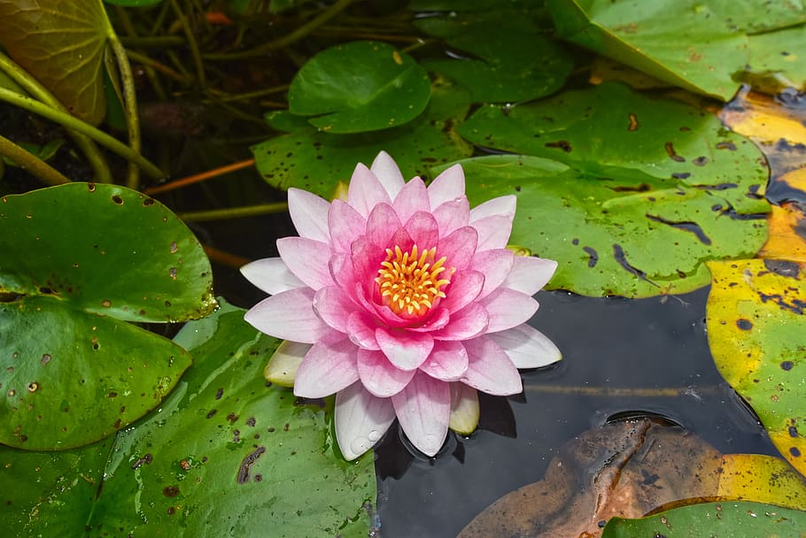 shallow, focus photograph, pink, flower, water lily, aquatic herb, plant, pad, lily pads, water