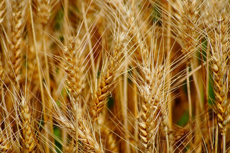 brown, wheat close-up photography, wheat, fields, cereals, epi, agriculture, durum wheat, harvest, cultures