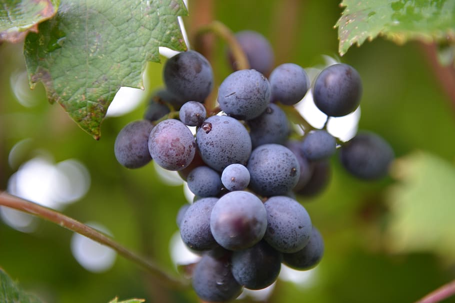 Wine, Vit, Screws, Vineyards, grapery, grapes, vineyard, vintage, tuscany, agriculture