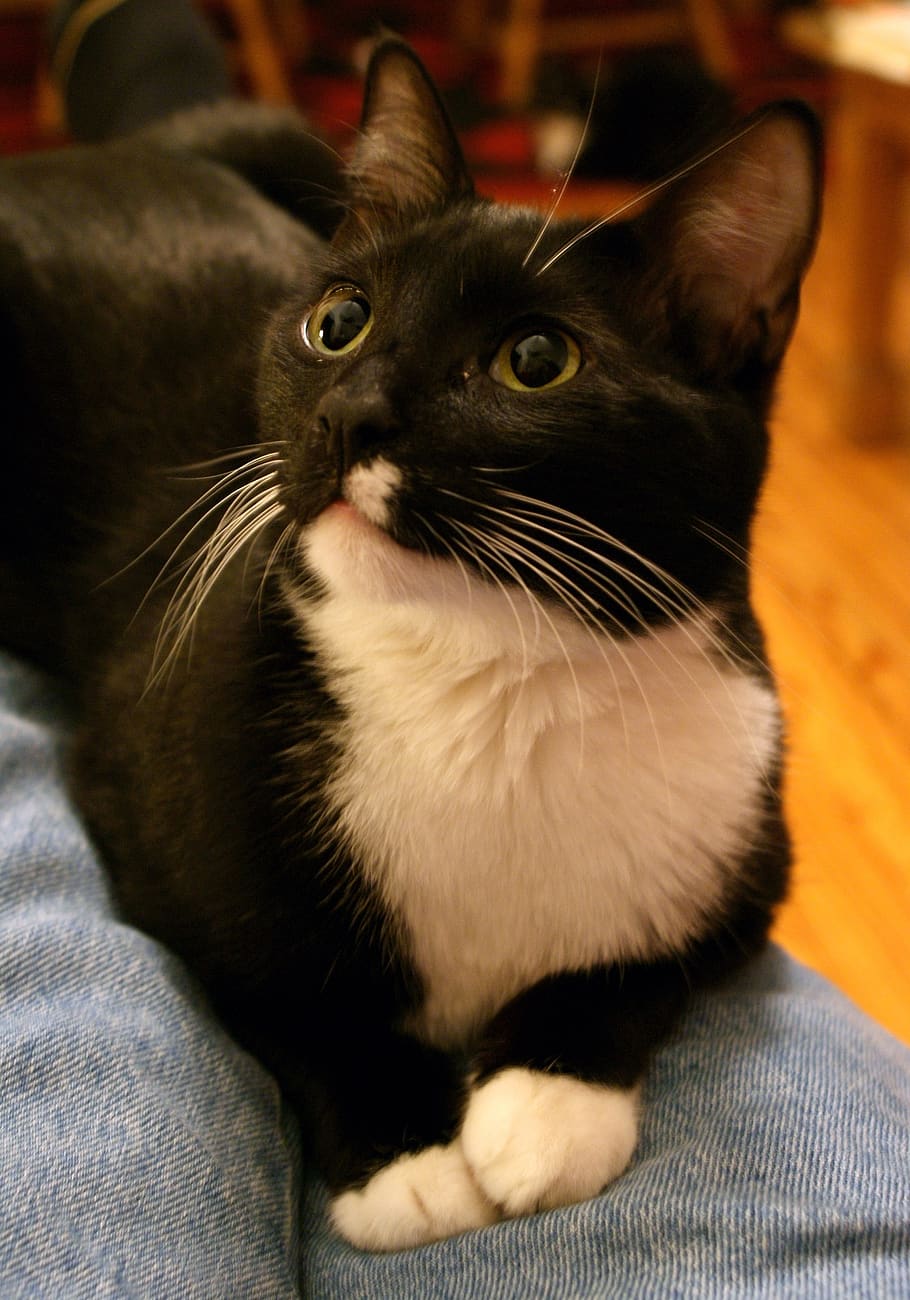 tuxedo cat, head, face, macro, close up, looking, black and white, domestic, pet, mammal