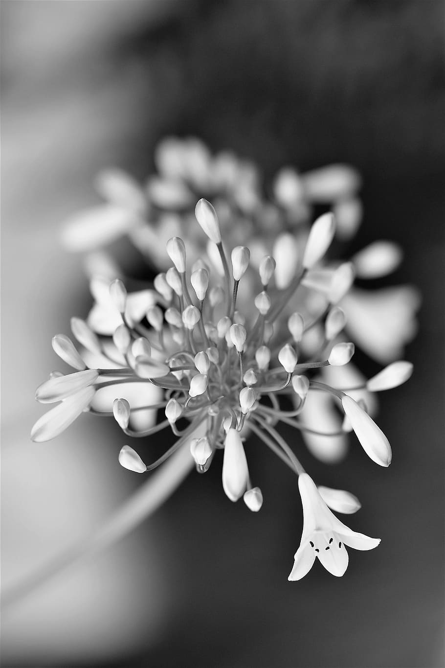 black and white, flower, blossom, bloom, nature, white, plant, black and white photo, black and white recording, close