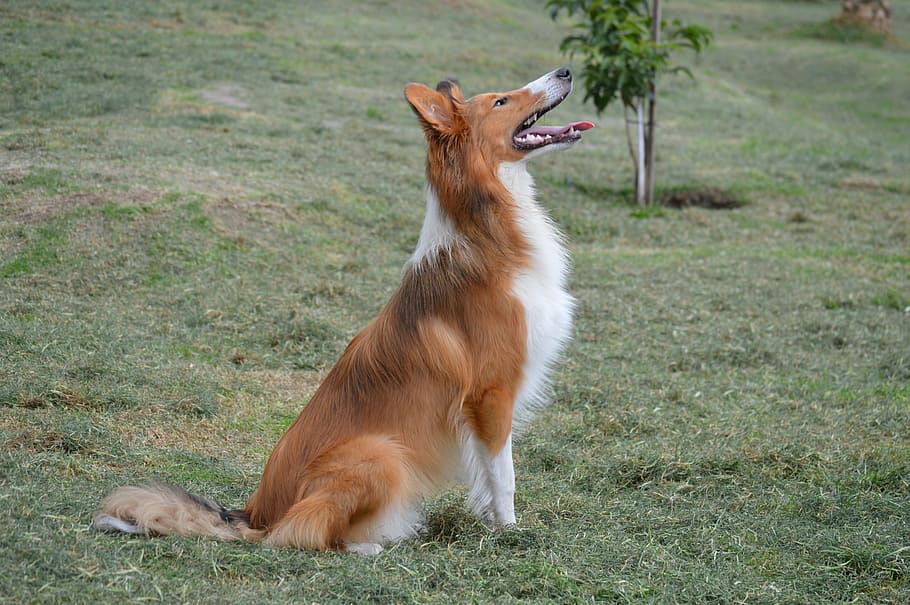 adult, tan, white, rough, collie, grass field, puppy, pet, dog, pastor