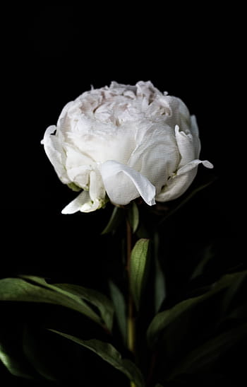 rose, flower, black, close-up, indoors, studio shot, flowering plant ...