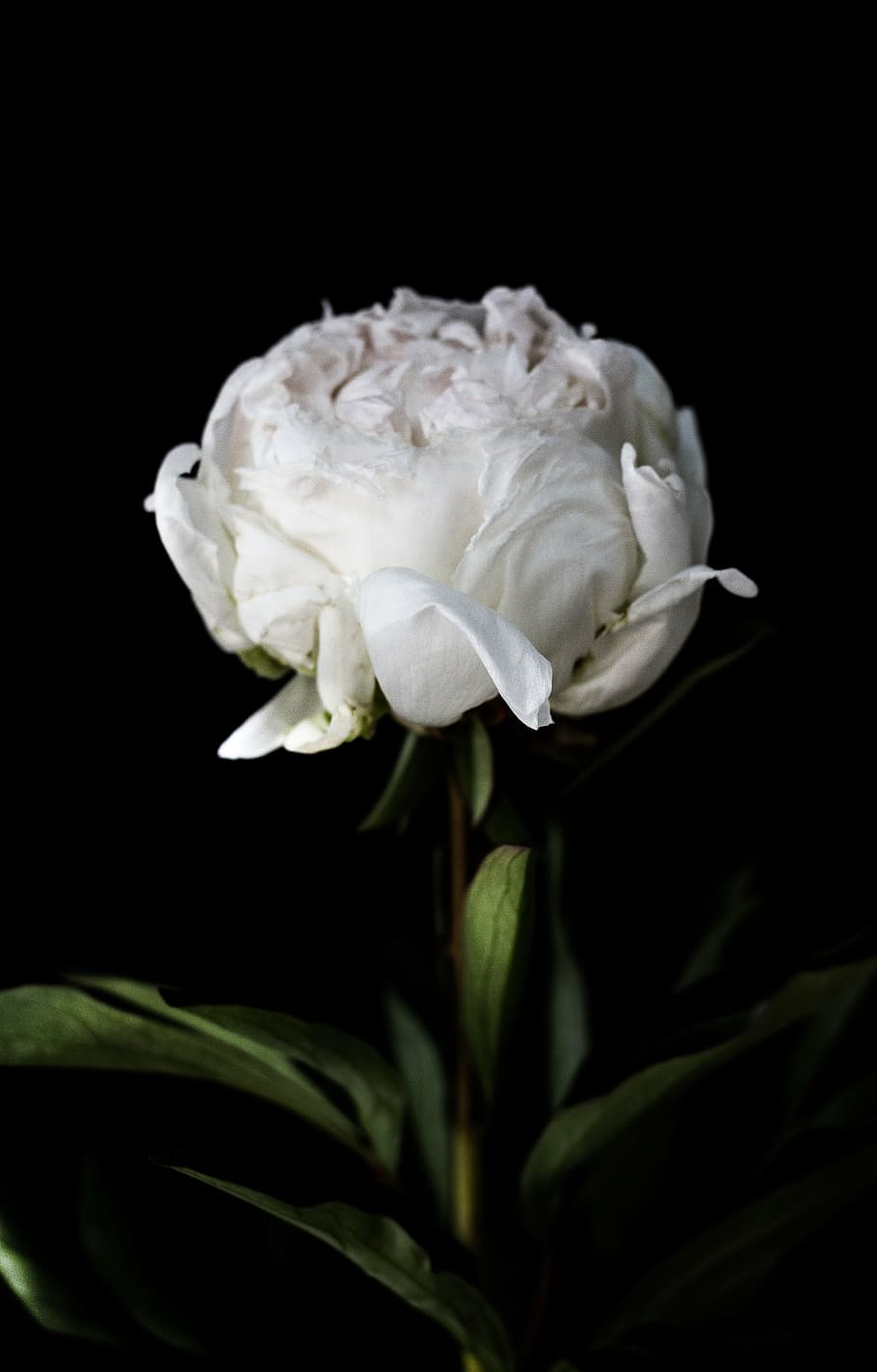 white, peony, bloom, closeup, photography, petaled, flower, close, dark, green