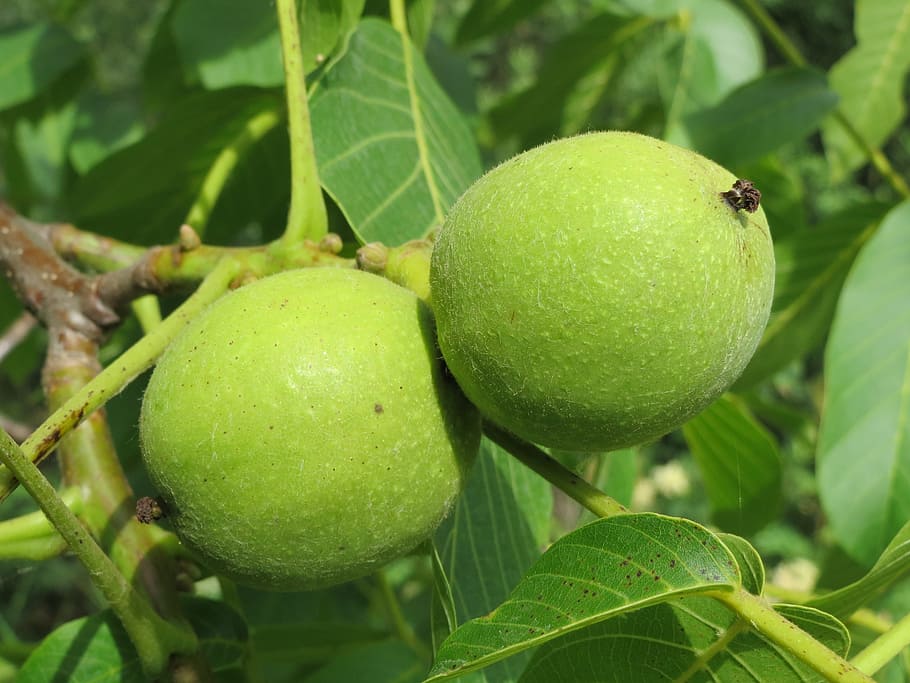 Juglans Regia, Persian Walnut, english walnut, common walnut, nut, fruit, tree, macro, flora, plant