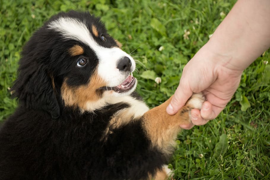 person, holding, paw, bernese mountain puppy, sitting, grass, daytime, Puppy, Dog, Animal
