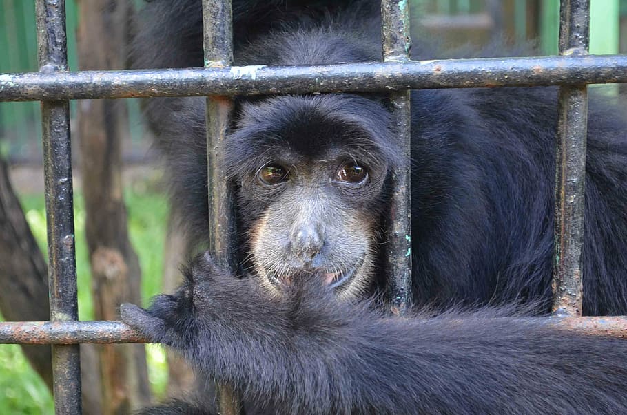 monkey, ape, emcaged, cage, animal, captured, indonesia, zoo, mammal, animal themes
