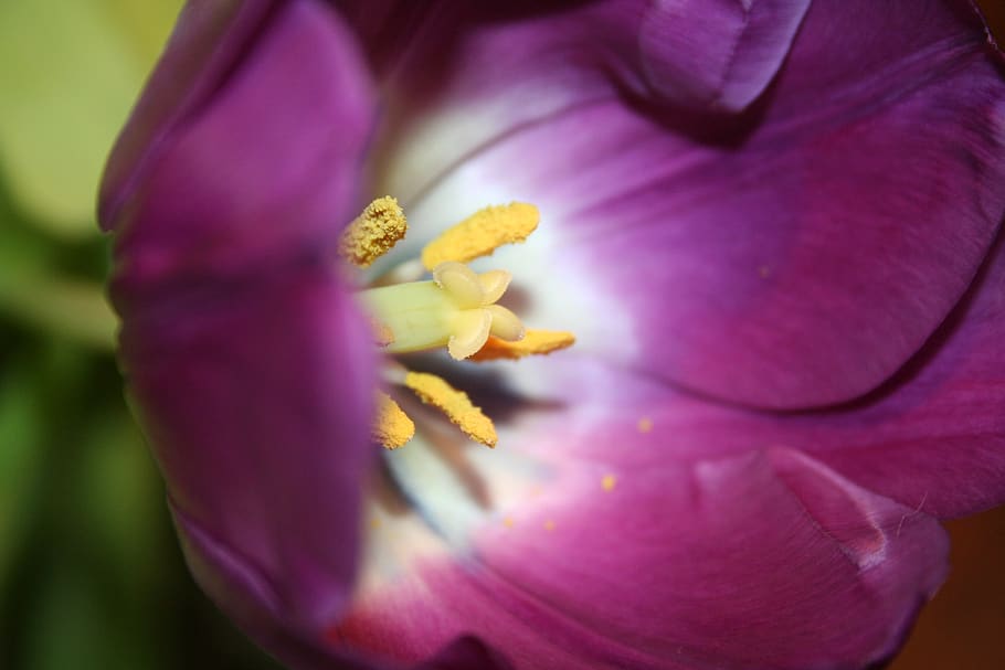 tulip, purple, stamp, flowers, close up, violet, breeding tulip, tulip flower, flower, flowering plant