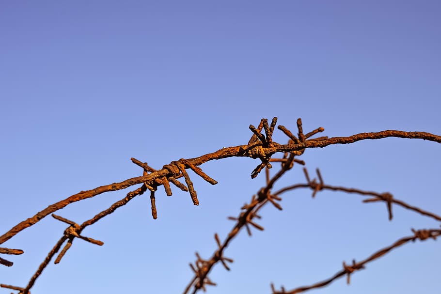 shallow, focus photography, rusted, brown, steel, barbed, wire, rusty, fence, hurt