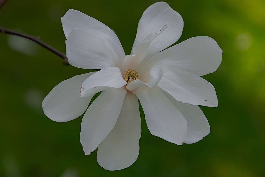 kwitniecie, musim semi, alam, magnolia, bunga, closeup, bunga magnolia, bunga putih, magnolia putih, putih