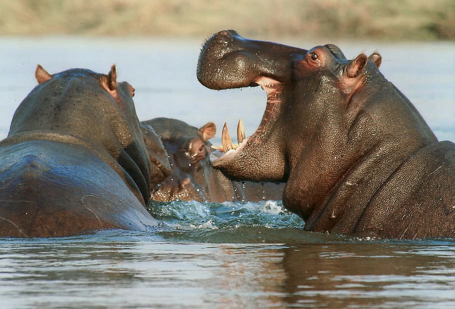 close, three, black, hippopotamus, river horse, hippo, animal, namibia, africa, wild life