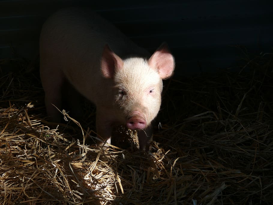 babi, wajah, moncong, penginjak, pink, jerami, bacon, pertanian, hewan, babi domestik