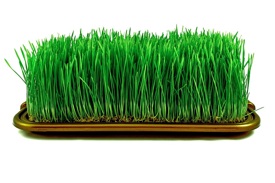芝生, 植物, 芽, 穀物, 小麦, もやし, 背景, テクスチャ, 緑の色, 切り取られた