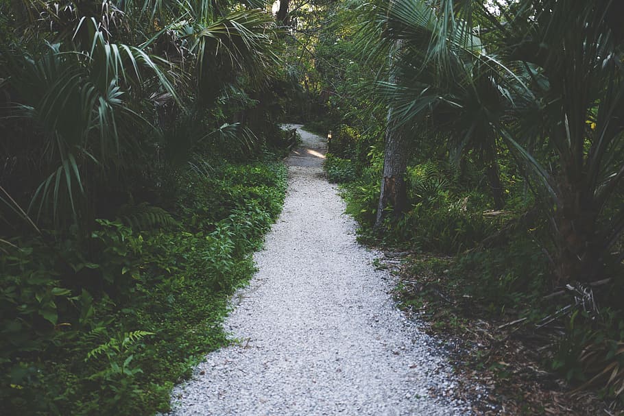 forest trail, gray, pathway, surrounded, trees, green, plants, nature, grass, path