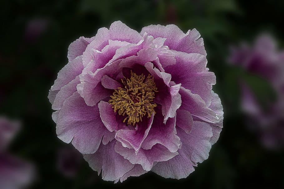 peony, flower, blossom, bloom, flora, nature, spring, pink, garden, paeonia