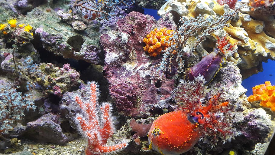 Fish, Aquarium, Ocean, Undersea, World, undersea world, sea, day, close-up, nature