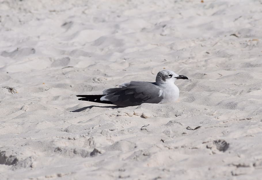resting herring gull, gull, shore bird, animal, nature, sand, beach, travel, gulf of mexico, panama city beach