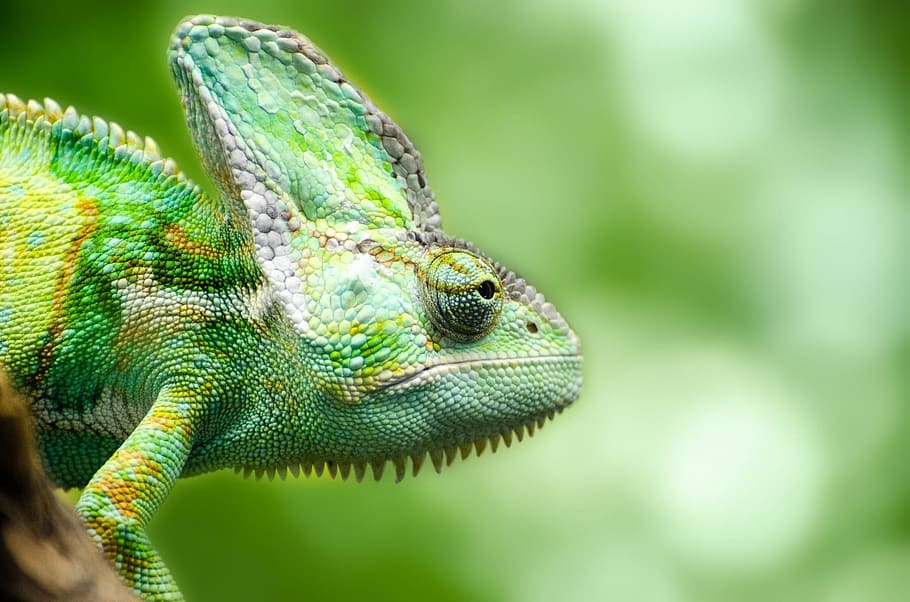 closeup, photography, chameleon, reptile, yemen, pets, isolated, lizard, green, insectivore