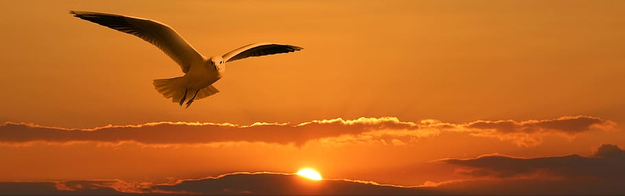 blanco, gaviota, volando, puesta de sol, pancarta, encabezado, pájaro, mosca, nubes, naranja