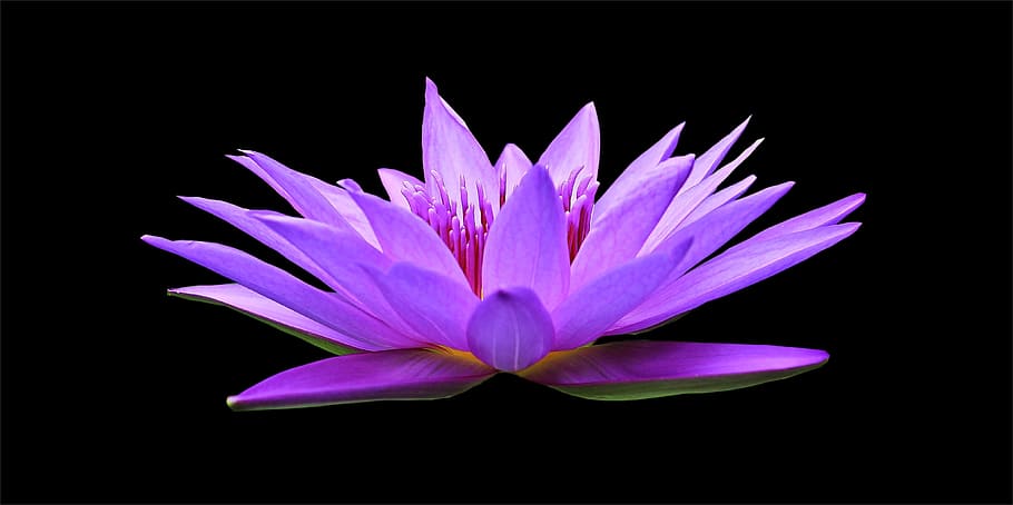 purple petaled flower, water lily, nuphar lutea, aquatic plant, blossom, bloom, pond, nature, flower, garden pond
