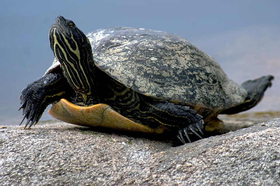 black, brown, turtle, sand, water turtle, reptile, nature, animal, animal Shell, wildlife