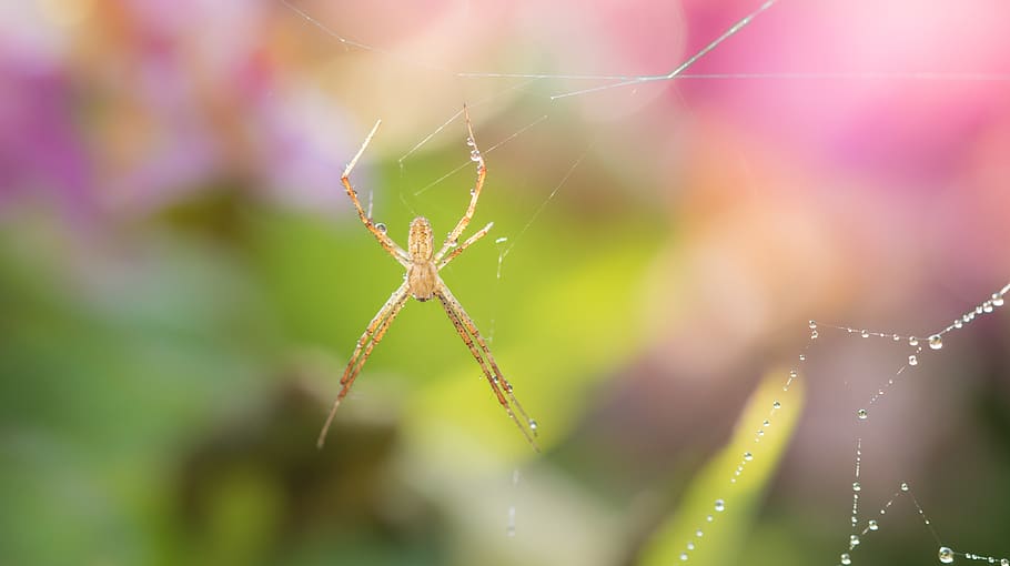 wespenspin, bug, spider, nature, web, spider-like, cobweb, spider web, arachnofobie, garden