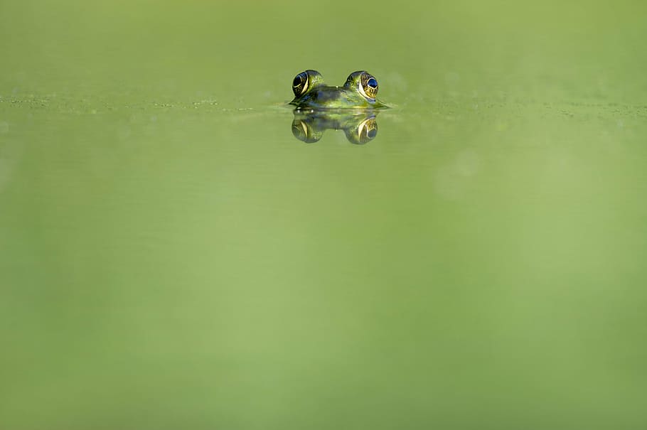 closeup, photography, green, frog, shallow, water, hiding, animals, frogs, amphibians