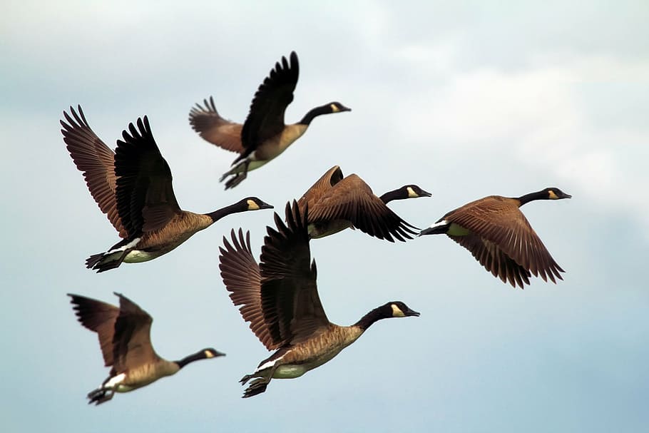 flock, ducks, flying, daytime, geese, birds, wildlife, formation, sky, clouds