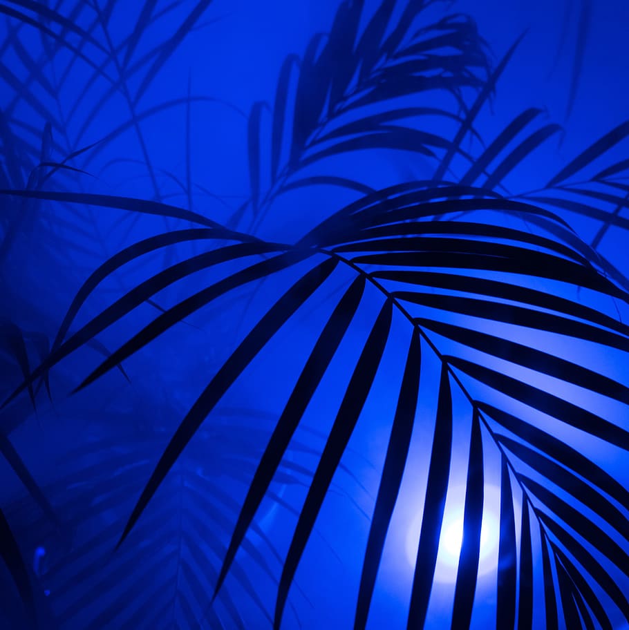 silhouette of plant, Palm, Diffuse, Hip, Hipster, Fog, art, neon, color, disco
