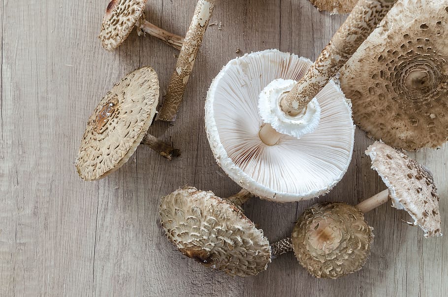 macrolepiota procera, 파라솔, 수집, 음식, 성분, 목재, 채식주의 자, 다이어트, 활기없는, 버섯