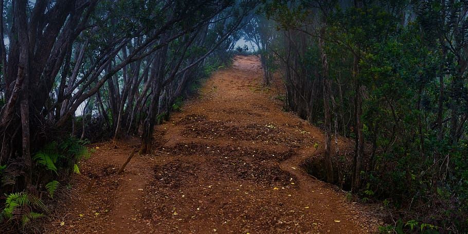 caminho assustador, misterioso, sombra, floresta, trilha, névoa, árvores, panorama, plano de fundo, papel de parede