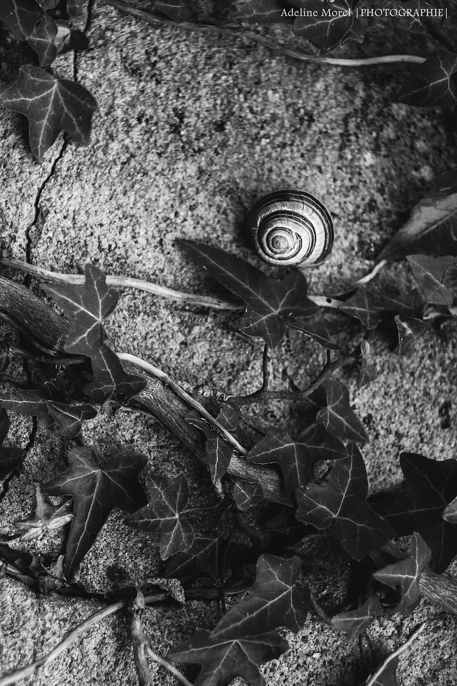 Snail, Ivy, Wall, Black And White, leaf, nature, gastropod, one animal, plant part, plant